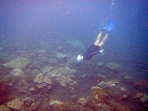 特贾库拉巴厘古拉角度假屋的在海洋里珊瑚礁游泳的人