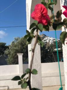 斯基罗斯岛Al Mare Skyros, Fully-equipped house的墙上的花瓶里红着玫瑰