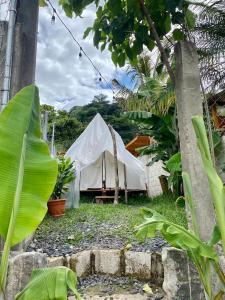 圣佩德罗拉拉古纳Tipis Ya'的院子里的白色帐篷,种植植物