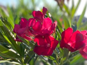 巴多利诺Olivenblatt 4的一群绿叶的红色花