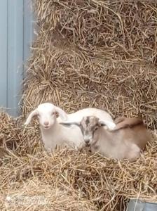 斯托尼拉斯奇Agroturystyka,, Ranczo Kruszynki"的两只小羊躺在一堆干草中