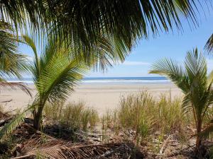 Playa San Miguel Palmetto Lodge的享有棕榈树海滩和大海的景色