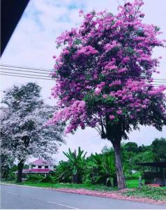 米里Sakura Homestay 4 bedrooms 14pax- Eaton Hills Padang Kerbau Miri的路旁一棵满是粉红色花的树