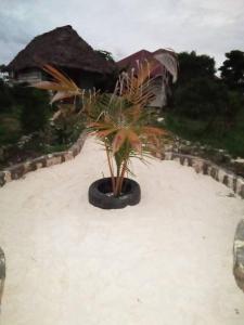 南威Marashi Villa的海滩上黑锅里的棕榈树