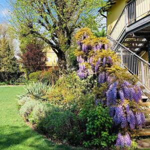 雷吉奥洛纳比拉别墅酒店的房子边的紫色花丛