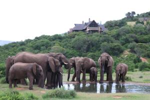 BuyskloofHopewell Private Game Reserve的一群大象站在水坑里