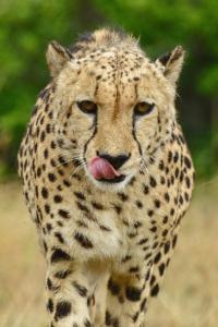 BuyskloofHopewell Private Game Reserve的舌头上的猎豹