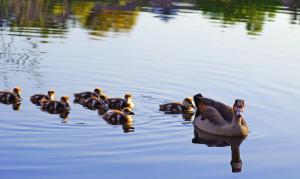 约翰内斯堡印达巴Spa及会议中心大酒店的一群鸭子在水中游泳