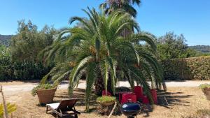 卡波利韦里Villetta I Due Pini的院子里的棕榈树和椅子