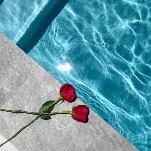 圣胡安Rosalina Ocean Park的游泳池旁的红色玫瑰