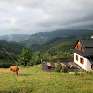 奥什恰德尼察Chata Marguška - U Fera的小屋旁的田野里放牧的牛
