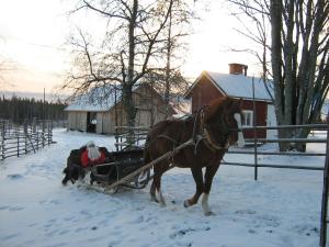 Tervajärvi特尔瓦麻基农家乐的人拉拉雪橇的马