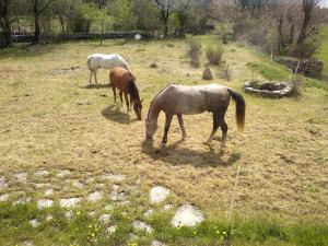 BlandasGîte de Navacelles的一群马在田野里放牧