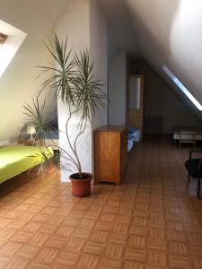 鲁哈科维斯卢兹尼公寓的一间有床和两盆植物的房间