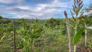 巴里查拉Finca San Pedro的田野里树木和植物的田野