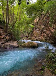 舍亚尔雅舒弗ירוק בטבע的森林中间有岩石的河流