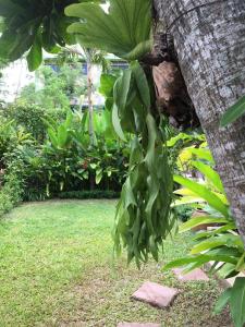 通奈潘海滩Villas Chaba的树上挂着一束绿叶