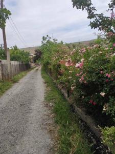 KʼvakhvreliMzia's Garden的一条土路,上面有粉红色的花朵和栅栏