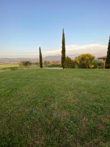 布鲁法Casale in collina vista Assisi,Brufa di Torgiano的一片草场,有树在后面