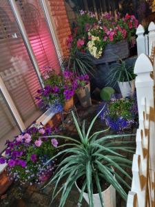 布莱克浦TIFFY'S PLACE Adult Guest House的阳台上的盆子里放着一束鲜花