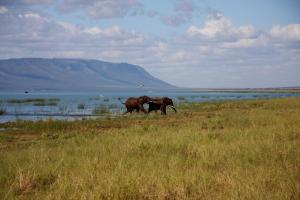 Pongola Game ReserveWhite Elephant Safaris的两头大象在水体附近的田野里行走
