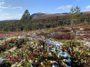 弗洛Hytte på Sørbølfjellet的山 ⁇ 的花田