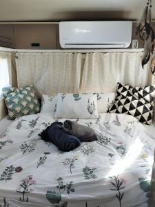米茨佩·拉蒙השקדיה - Shkedya的床上有毯子