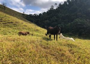 康赛瓦托利亚Vivenda dos Guaranys - uma imersão na natureza - Loft的草地上两匹马和一只狗