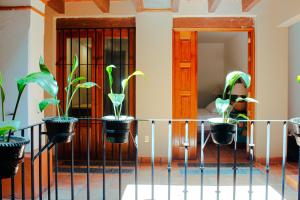 瓦哈卡市Casa Rosa Mexicano的 ⁇ 上盆栽的植物群