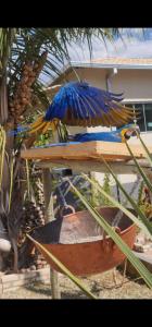 戈亚斯州上帕莱索POUSADA CANTO DOS PÁSSAROS的坐在桌子上的蓝黄鸟