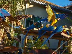 戈亚斯州上帕莱索POUSADA CANTO DOS PÁSSAROS的一群蓝色和黄色的鹦鹉坐在围栏上