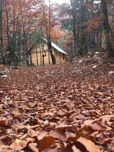 瓦勒博内Guesthouse Dioni的树林中小屋前面的一堆树叶