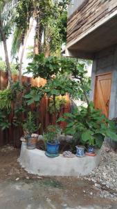 马祖特Casa de Kai Mazunte的一堆盆栽植物坐在水泥板上