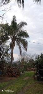 San JavierCasanuestra的堆着木柴的院子中的棕榈树