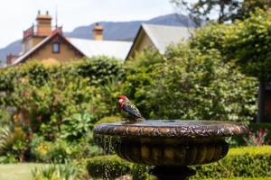 霍巴特科林达克莱克什山林小屋的鸟坐在喷泉顶上