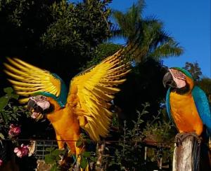 戈亚斯州上帕莱索POUSADA CANTO DOS PÁSSAROS的两个五彩缤纷的鹦鹉正坐在围栏上
