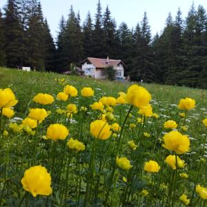 潘尼希特Хижа Ловна в Рила的一座房子前面的一片黄花