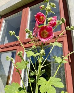 Floda纳斯劳特乡村民宿的窗前花瓶
