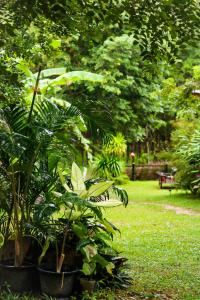 阁遥岛Annie Meen's place Koh Yao Noi的公园里一群植物,有长凳
