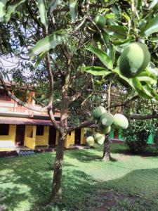 韦尔卡鲍Pousada Abacateiro的两棵树,在院子里有水果