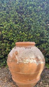 佛罗伦萨la limonaia的一个大花瓶,坐在灌木丛前