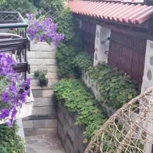 班斯科天竺葵山旅馆的墙上有紫色花卉和植物的花园