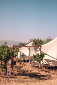 瓜达鲁佩镇The Pangea Valle de Guadalupe的沙漠中一群有树木的帐篷
