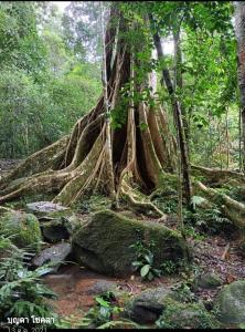 北冲Pakchong hostel & wildlife tour的植于森林中的大树