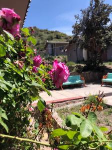 普特雷Hotel Las Vicuñas的花园中种有粉红色玫瑰和绿色长凳