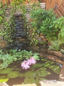 圣佩德罗苏拉Hermoso Apartamento的池塘,花粉色,绿叶绿