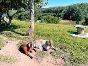 比尔瓦Seven Peaks Farm Stay的两只山羊躺在树旁的草上