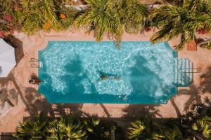 奥拉涅斯塔德阿鲁巴巴拉特拉公园酒店的水中两个鲨鱼的游泳池的顶部景色
