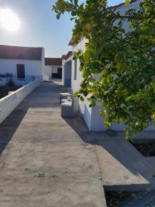 蒙塔吉尔Moradia de férias Casa do Chorão - Montargil的两座白色建筑之间有一条人行道,两座建筑中有一棵橘子树