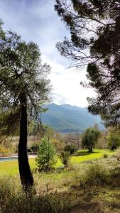 莫拉塔利亚山谷庄园酒店的山地中的一棵树